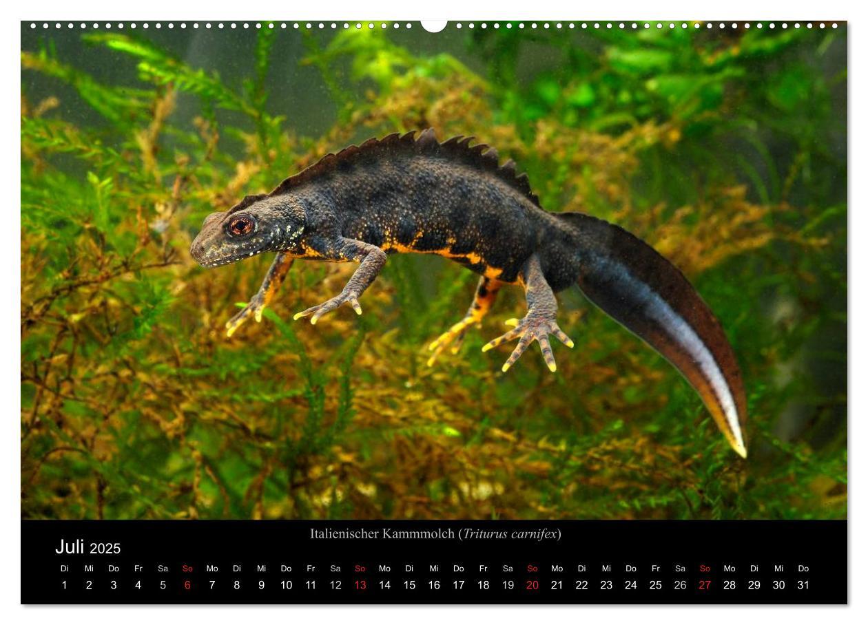 Bild: 9783435771837 | Salamander und Molche (Wandkalender 2025 DIN A2 quer), CALVENDO...