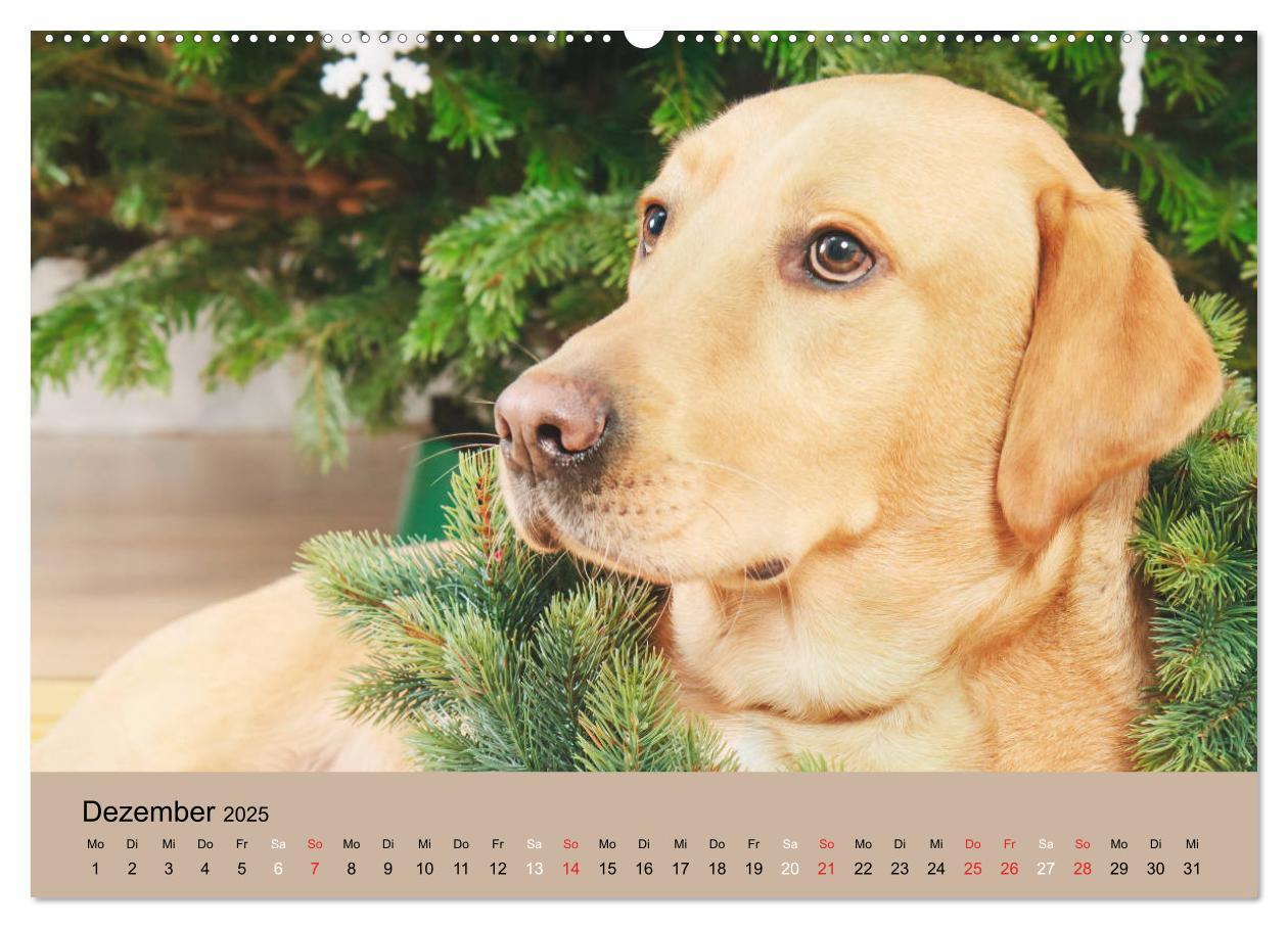 Bild: 9783435160860 | Labrador Retriever unsere Freunde (Wandkalender 2025 DIN A2 quer),...