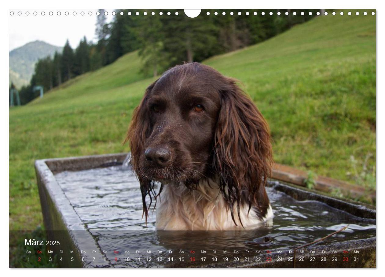 Bild: 9783435632633 | Kleiner Münsterländer Vorstehhund (Wandkalender 2025 DIN A3 quer),...