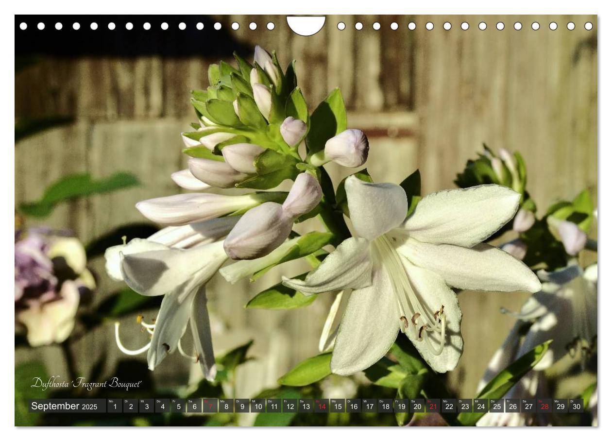 Bild: 9783435576814 | Hosta Staude mit Herz (Wandkalender 2025 DIN A4 quer), CALVENDO...