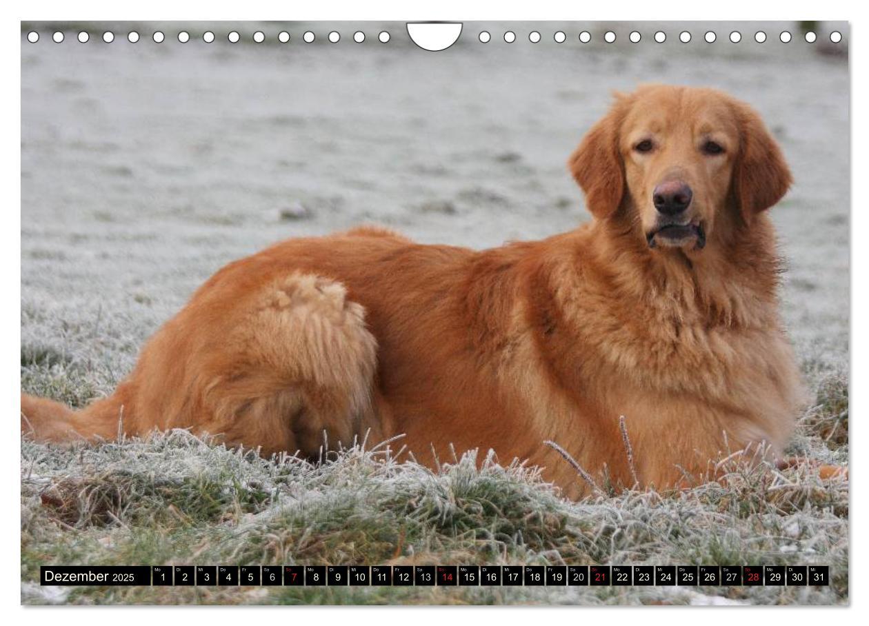 Bild: 9783435793013 | Hovawart - natürlich blond (Wandkalender 2025 DIN A4 quer),...