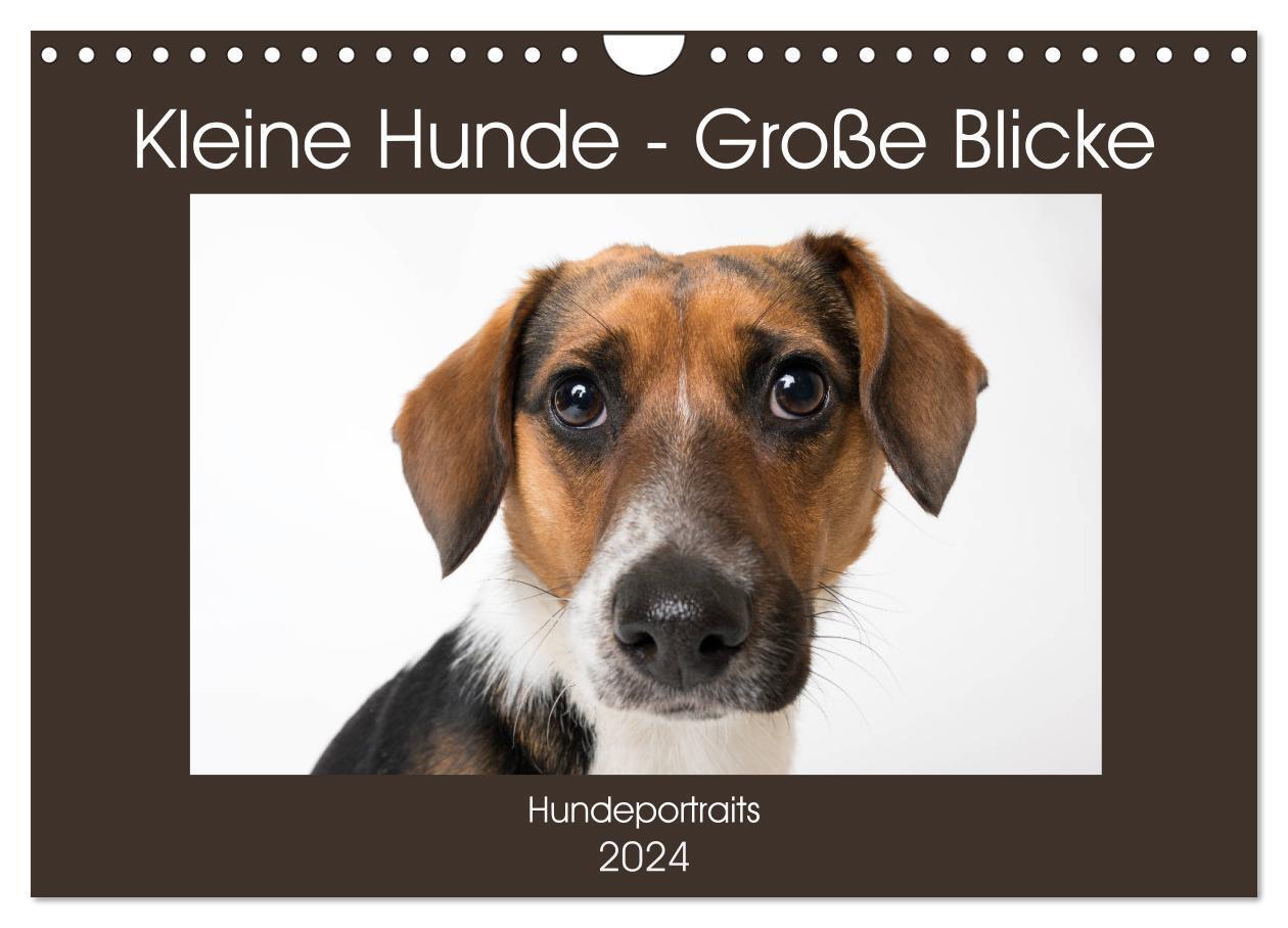 Cover: 9783383026560 | Kleine Hunde - Große Blicke (Wandkalender 2024 DIN A4 quer),...