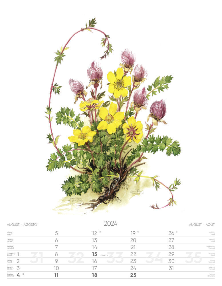 Bild: 9788868396688 | Alpenblumen-Aquarelle Kalender 2024 | Athesia-Tappeiner Verlag | 2024