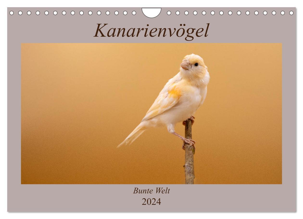 Cover: 9783383045981 | Kanarienvögel - Bunte Welt (Wandkalender 2024 DIN A4 quer),...