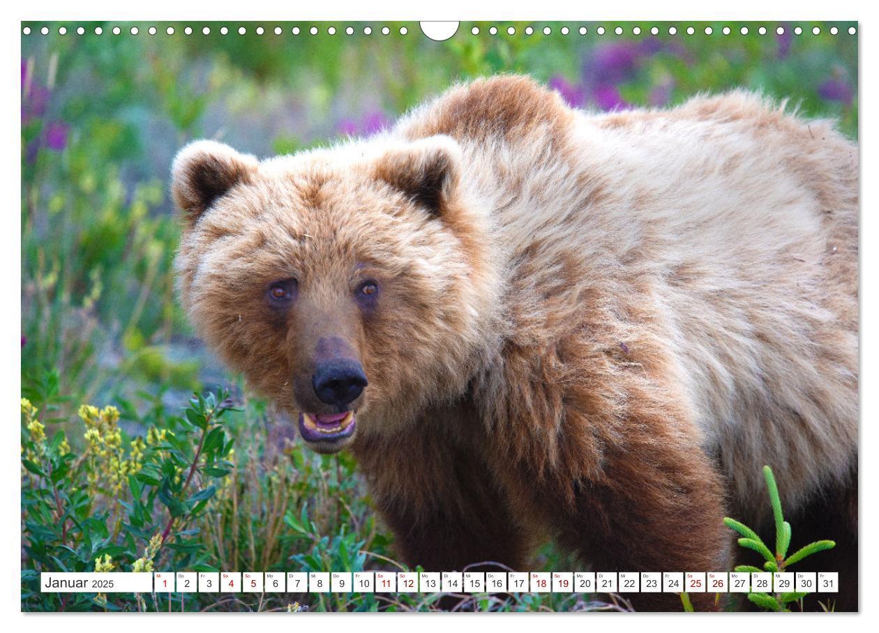 Bild: 9783383886898 | KANADA - Die Bären der Rocky Mountains (Wandkalender 2025 DIN A3...