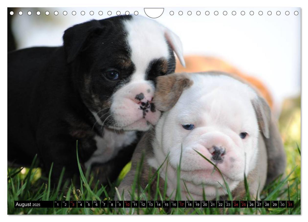 Bild: 9781325965977 | Bulldogs - Old English Bulldog Puppies (Wall Calendar 2025 DIN A4...