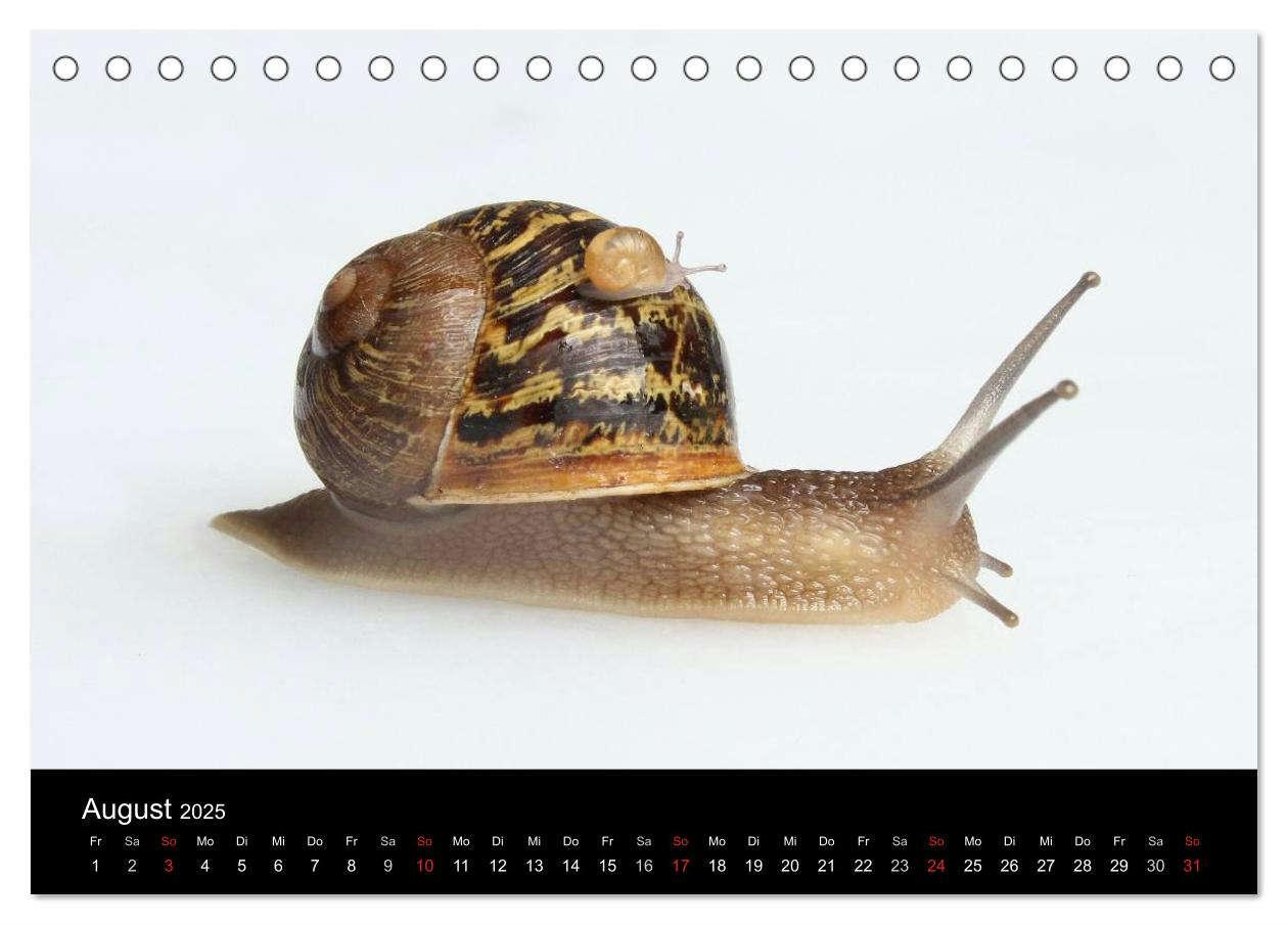 Bild: 9783435706525 | Lautlose Begleiter - Schnecken (Tischkalender 2025 DIN A5 quer),...