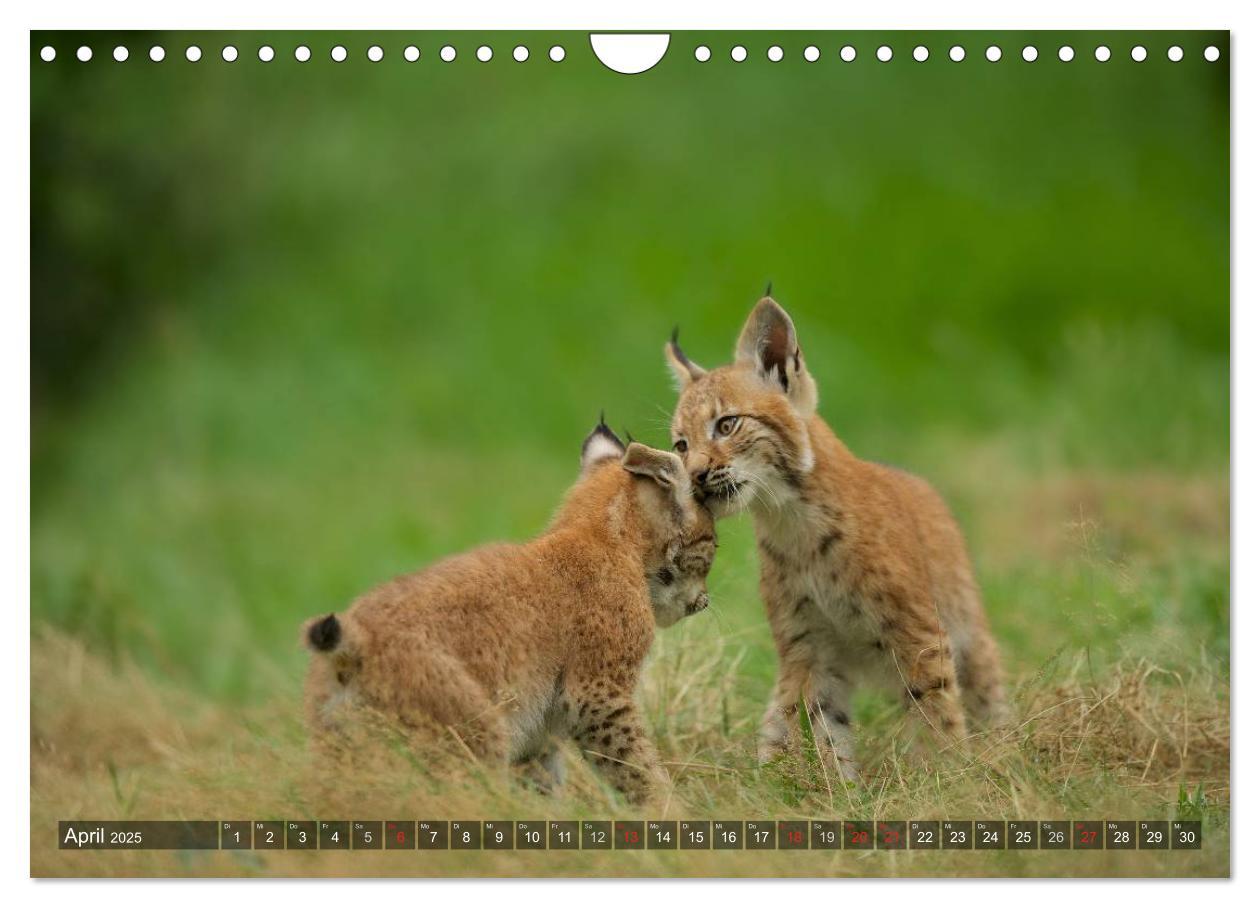 Bild: 9783435690213 | Der Luchs - Dem Pinselohr auf der Spur (Wandkalender 2025 DIN A4...