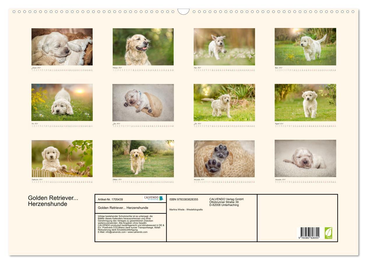 Bild: 9783383828355 | Golden Retriever... Herzenshunde (Wandkalender 2025 DIN A2 quer),...