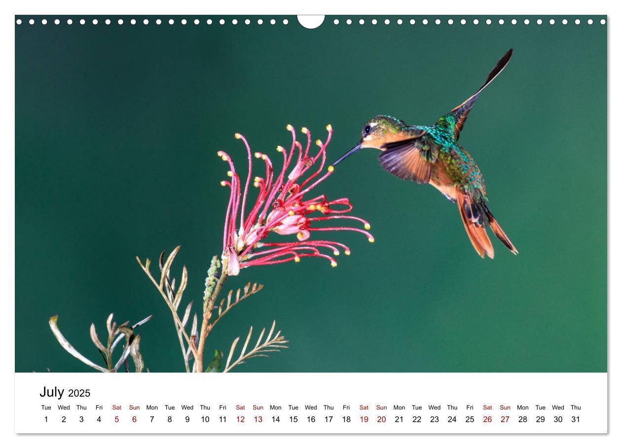 Bild: 9781325938438 | Hummingbirds - Flight artists in the rainforest (Wall Calendar 2025...