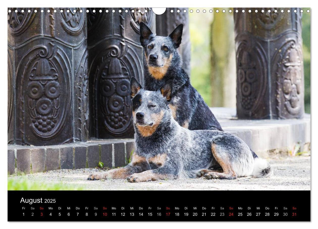 Bild: 9783435463558 | Australian Cattle Dogs zwischen Kunst und Kultur (Wandkalender 2025...