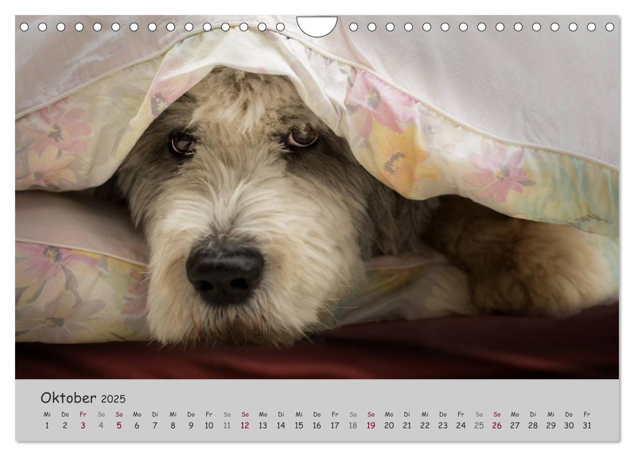 Bild: 9783435608393 | Ein Bobtail namens Miles (Wandkalender 2025 DIN A4 quer), CALVENDO...