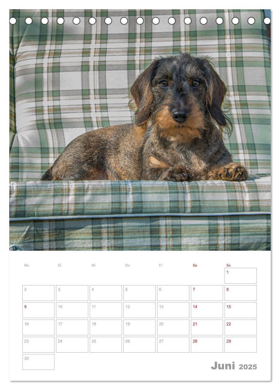 Bild: 9783435972951 | Dackelportraits (Tischkalender 2025 DIN A5 hoch), CALVENDO...