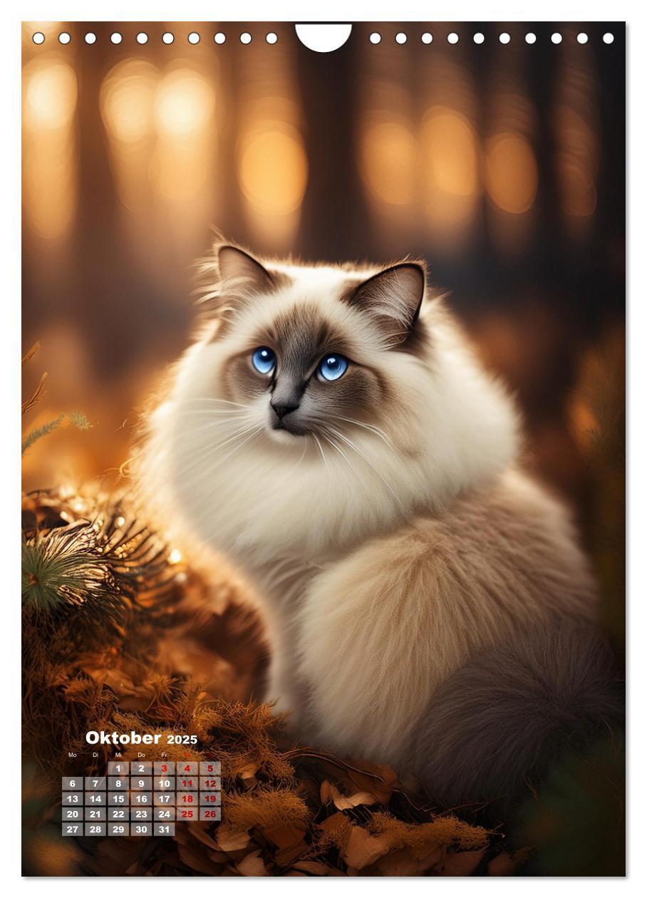 Bild: 9783383833274 | Pfotenabenteuer - Ragdolls in der Natur (Wandkalender 2025 DIN A4...