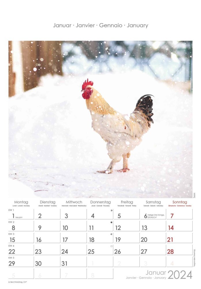 Bild: 4251732338725 | Hühner 2024 - Bildkalender 23,7x34 cm - Kalender mit Platz für...