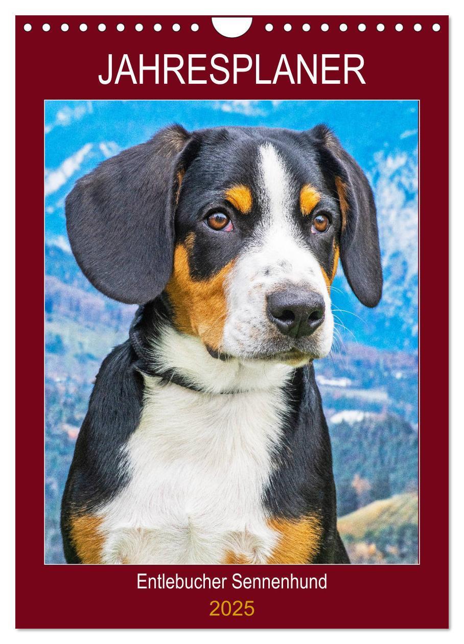 Cover: 9783435959198 | Jahresplaner Entlebucher Sennenhund (Wandkalender 2025 DIN A4...