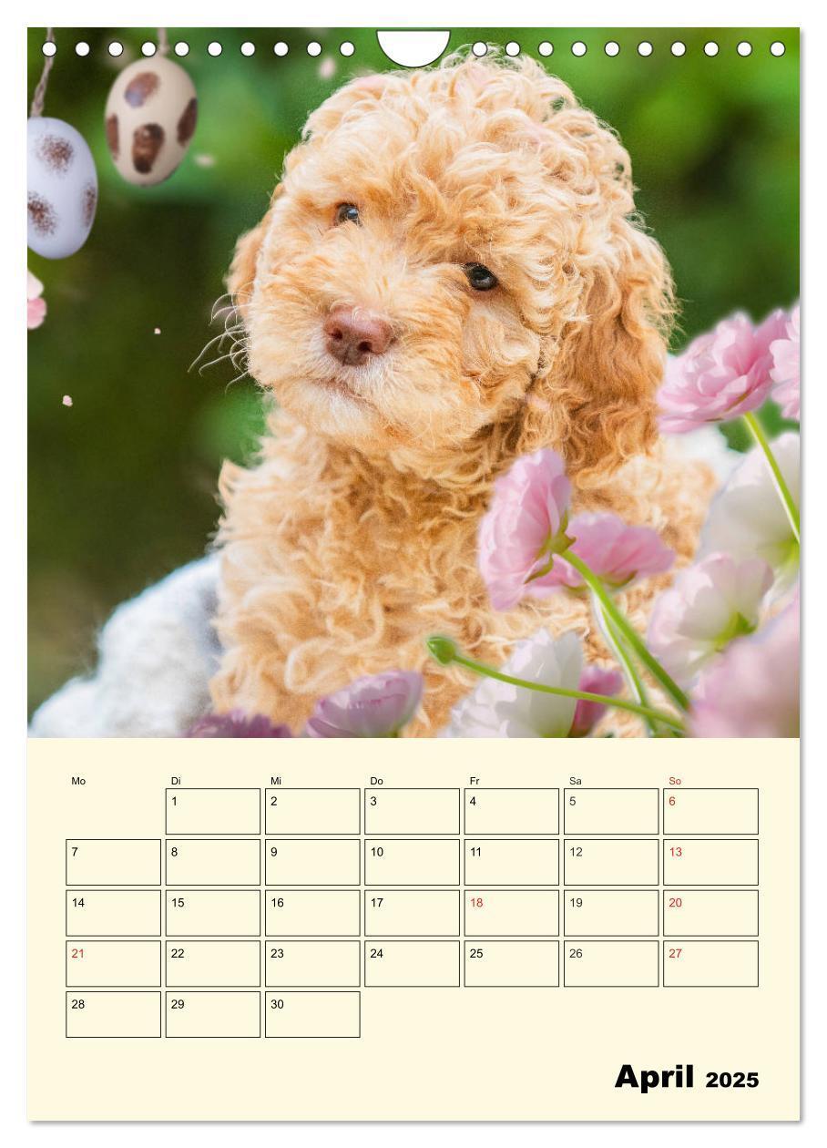 Bild: 9783435952618 | Jahresplaner Lagotto Romagnolo Welpen (Wandkalender 2025 DIN A4...