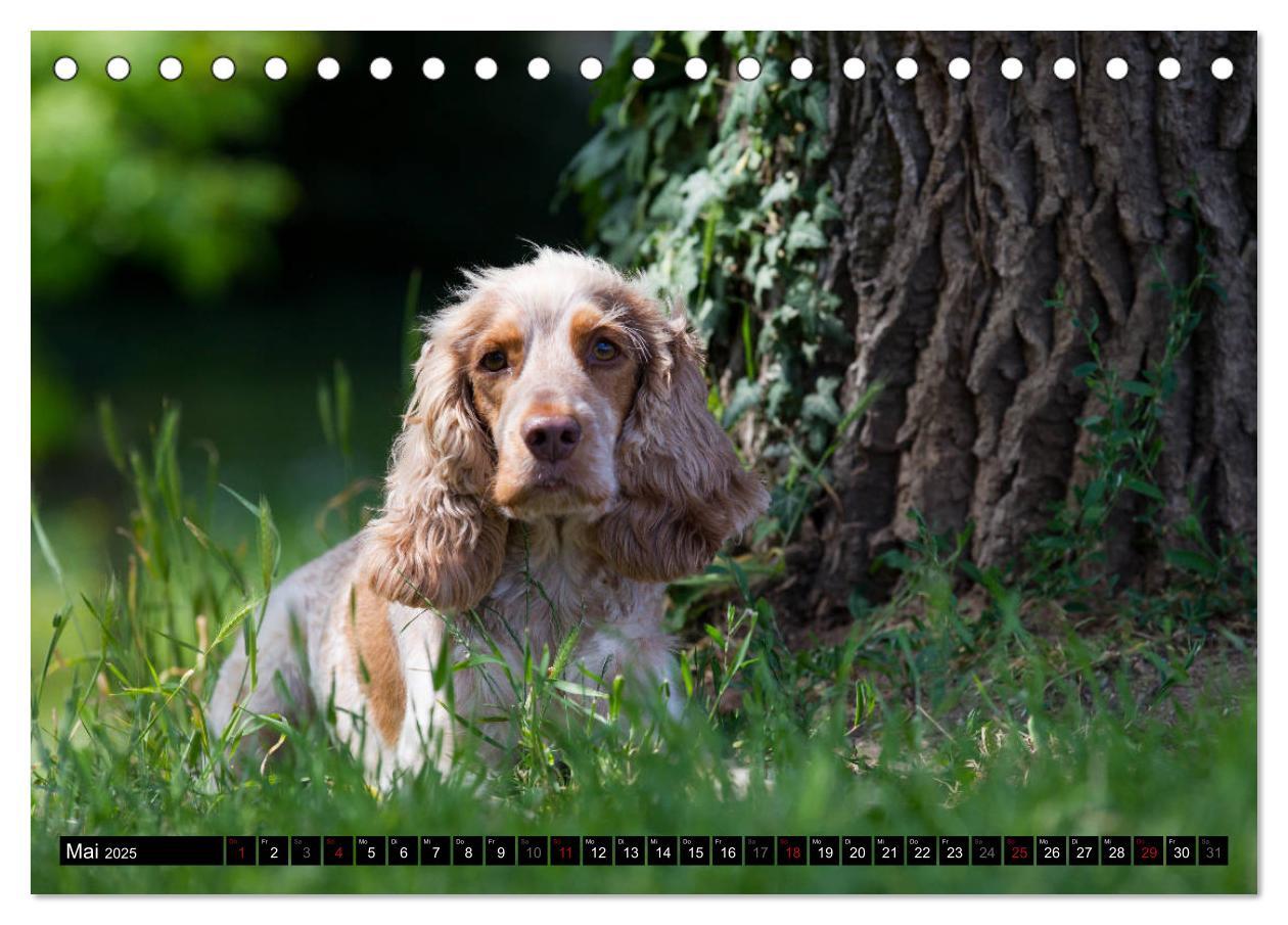 Bild: 9783435447312 | English Cocker Spaniel - Fröhliche Gesellen (Tischkalender 2025 DIN...