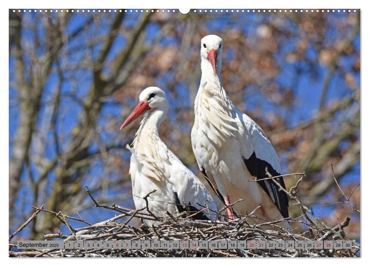 Bild: 9783435144945 | Zu Gast bei Familie Storch (Wandkalender 2025 DIN A2 quer),...