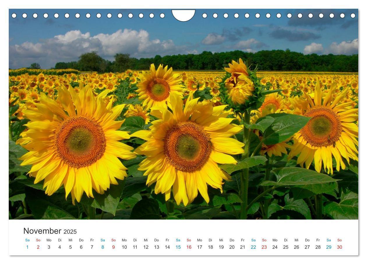 Bild: 9783435788514 | Sonnenblumen 2025 (Wandkalender 2025 DIN A4 quer), CALVENDO...