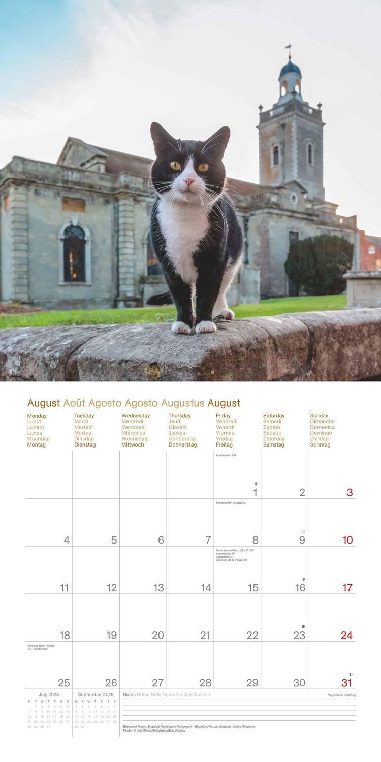 Bild: 4002725987945 | Cats Around the World 2025 - Wand-Kalender - Broschüren-Kalender -...