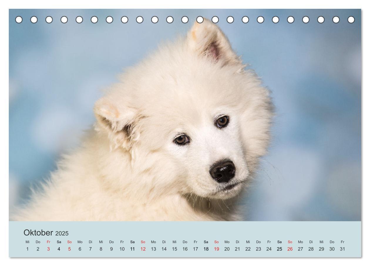 Bild: 9783435476244 | Samojeden - Liebenswerte Fellkugeln (Tischkalender 2025 DIN A5...