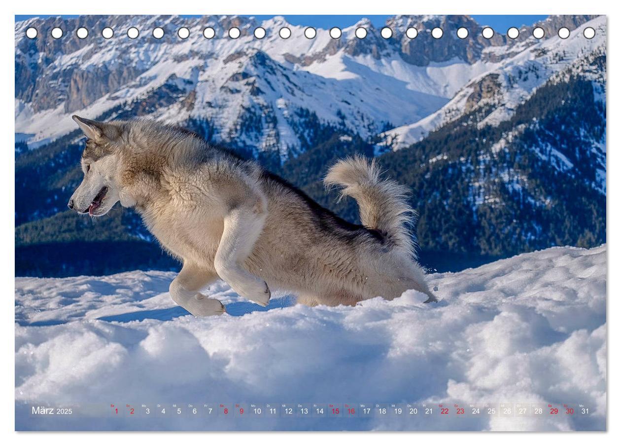 Bild: 9783435213283 | Alaskan Malamute in seinem Element (Tischkalender 2025 DIN A5...