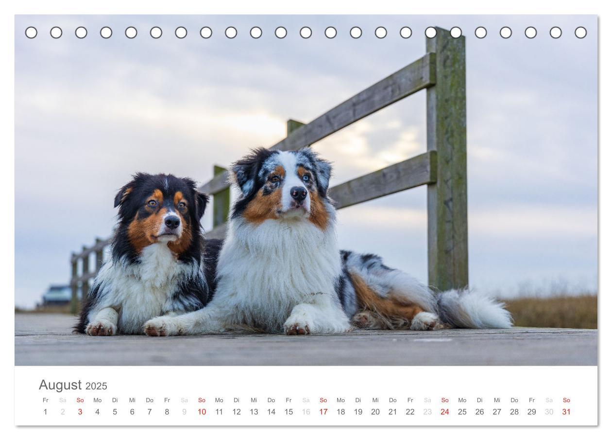 Bild: 9783435671762 | Australian Shepherd 2025 (Tischkalender 2025 DIN A5 quer), CALVENDO...