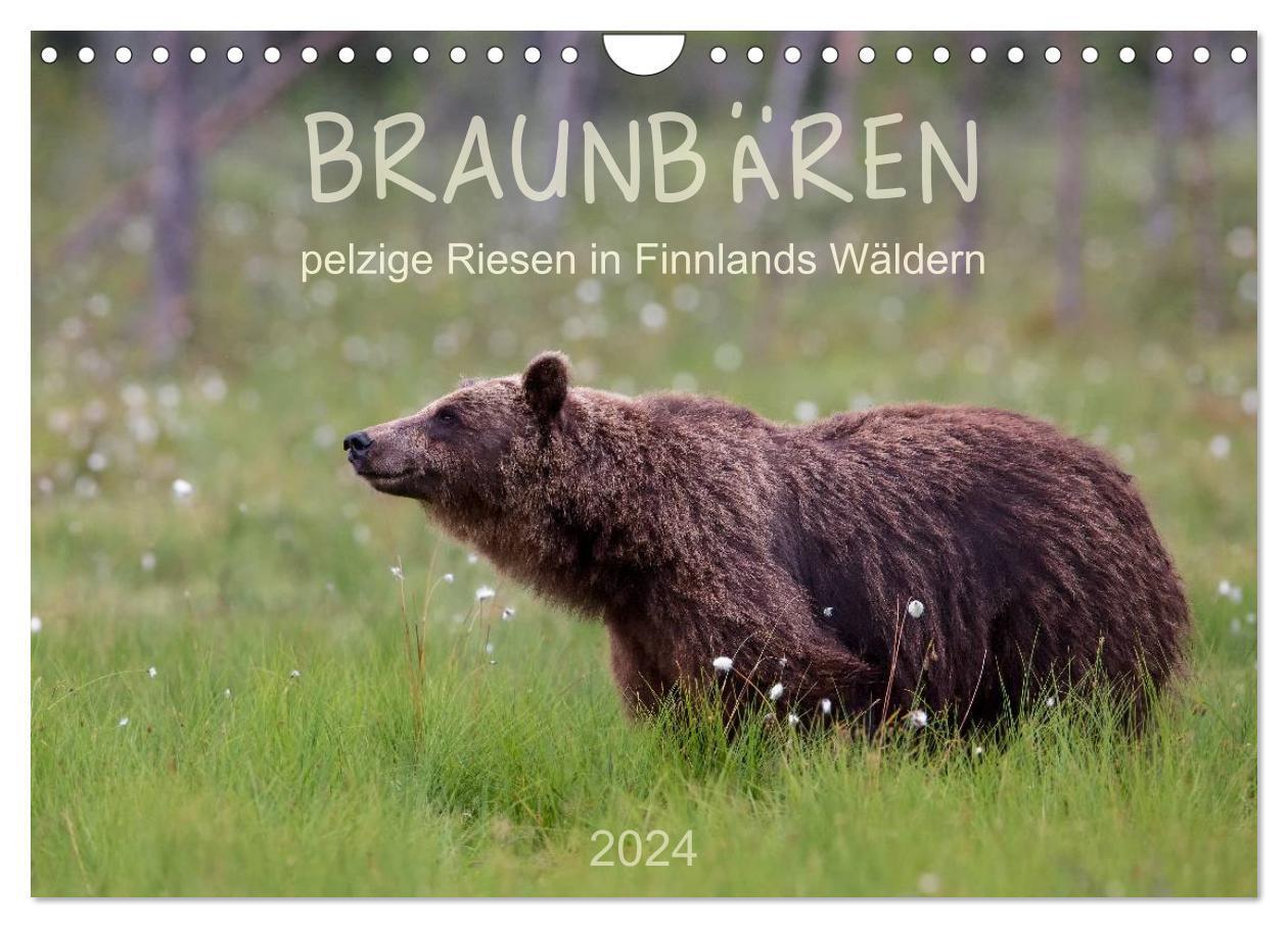 Cover: 9783675766310 | Braunbären - pelzige Riesen in Finnlands Wäldern (Wandkalender 2024...