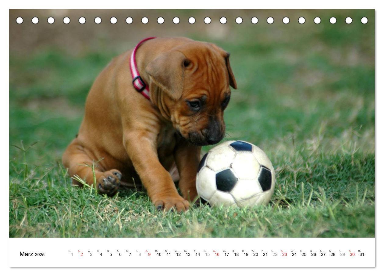 Bild: 9783435621583 | Rhodesian Ridgeback Welpen (Tischkalender 2025 DIN A5 quer),...