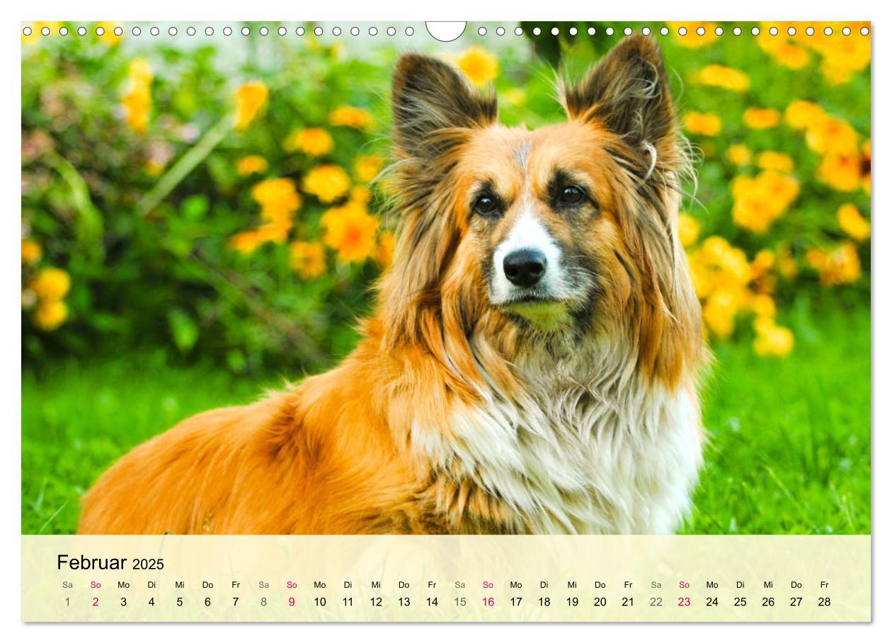 Bild: 9783435019809 | Welsh Corgi. Zauberhafter Dickkopf auf kurzen Beinen (Wandkalender...