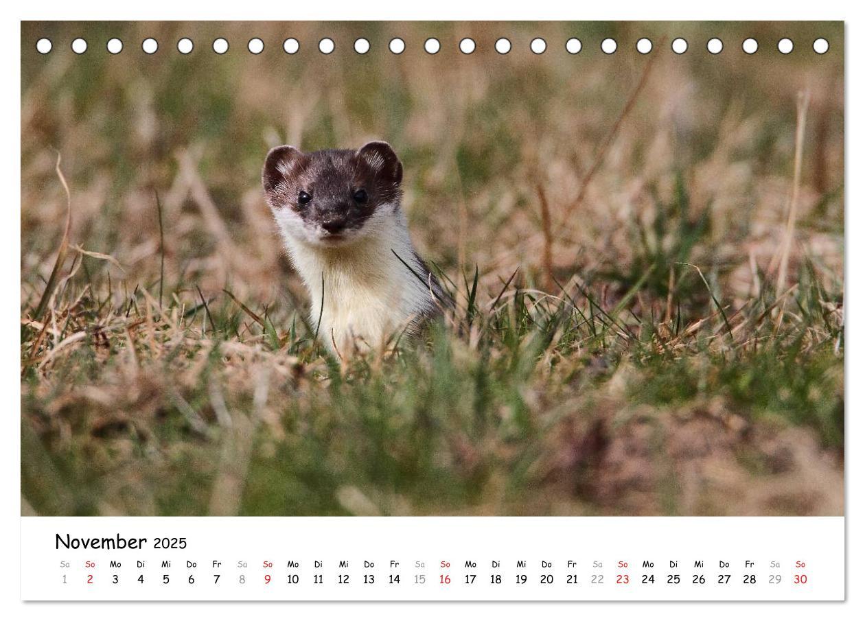 Bild: 9783435493548 | Hermelin - das wieselflinke Raubtier (Tischkalender 2025 DIN A5...