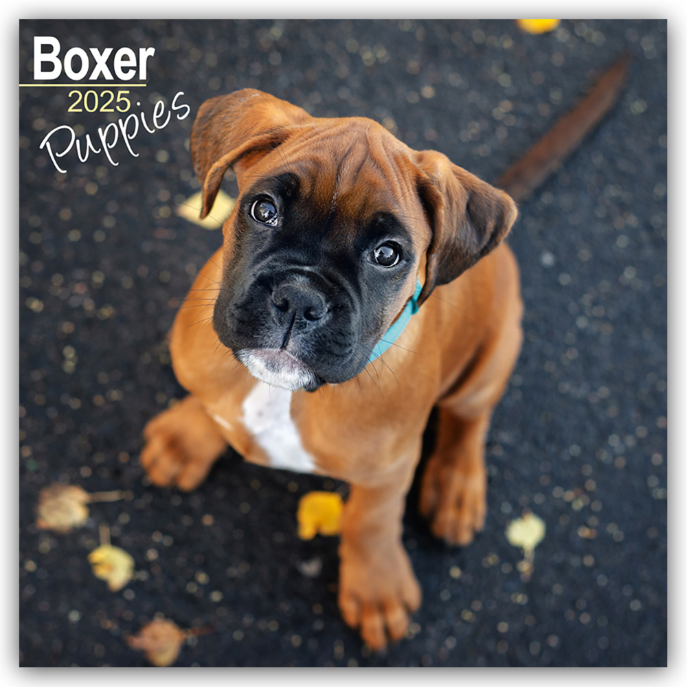 Cover: 9781804604038 | Boxer Puppies - Boxer Welpen 2025 - 16-Monatskalender | Ltd | Kalender