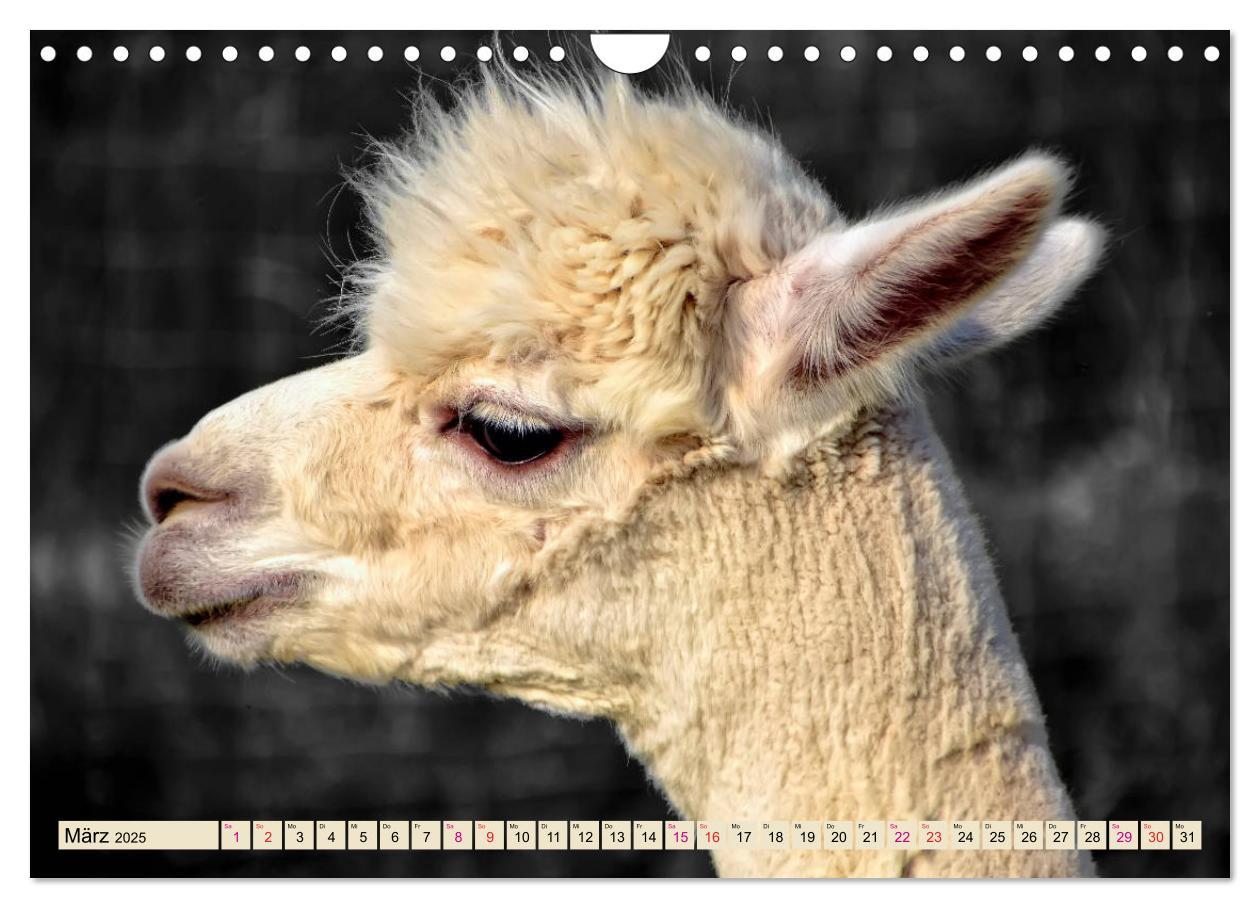 Bild: 9783435364770 | Alpaka Gesichter (Wandkalender 2025 DIN A4 quer), CALVENDO...