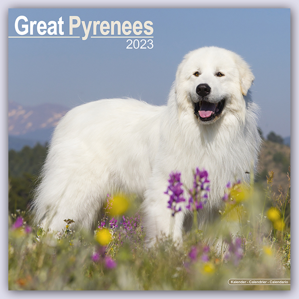 Cover: 9781804600528 | Great Pyrenees - Pyrenäenhunde 2024 - 16-Monatskalender | Ltd | 13 S.