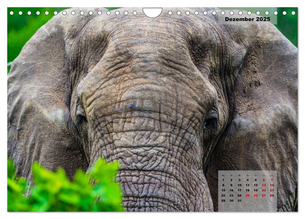 Bild: 9783435176182 | Faszinierende Tierwelt des Kruger National Parks (Wandkalender 2025...