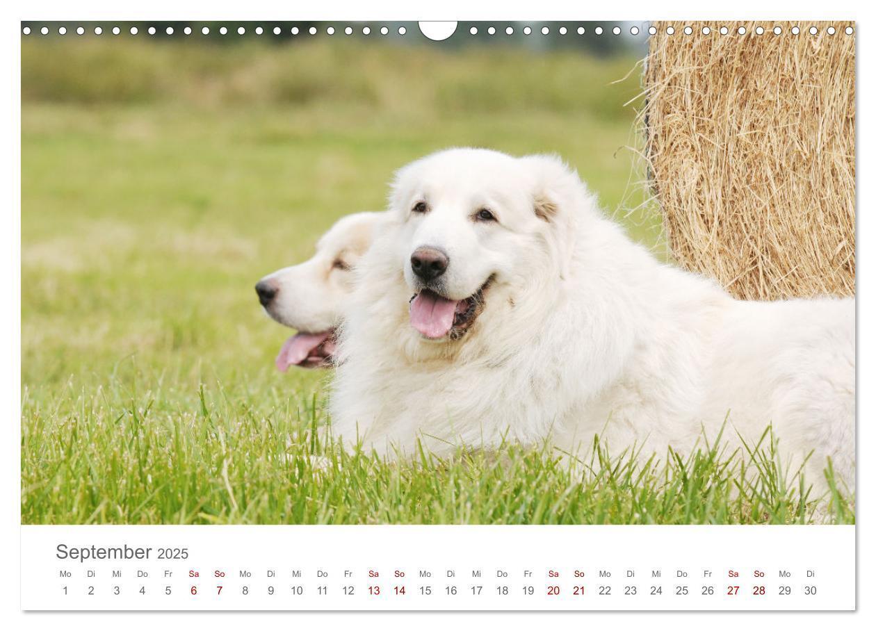 Bild: 9783435054695 | Pyrenäenberghunde (Wandkalender 2025 DIN A3 quer), CALVENDO...