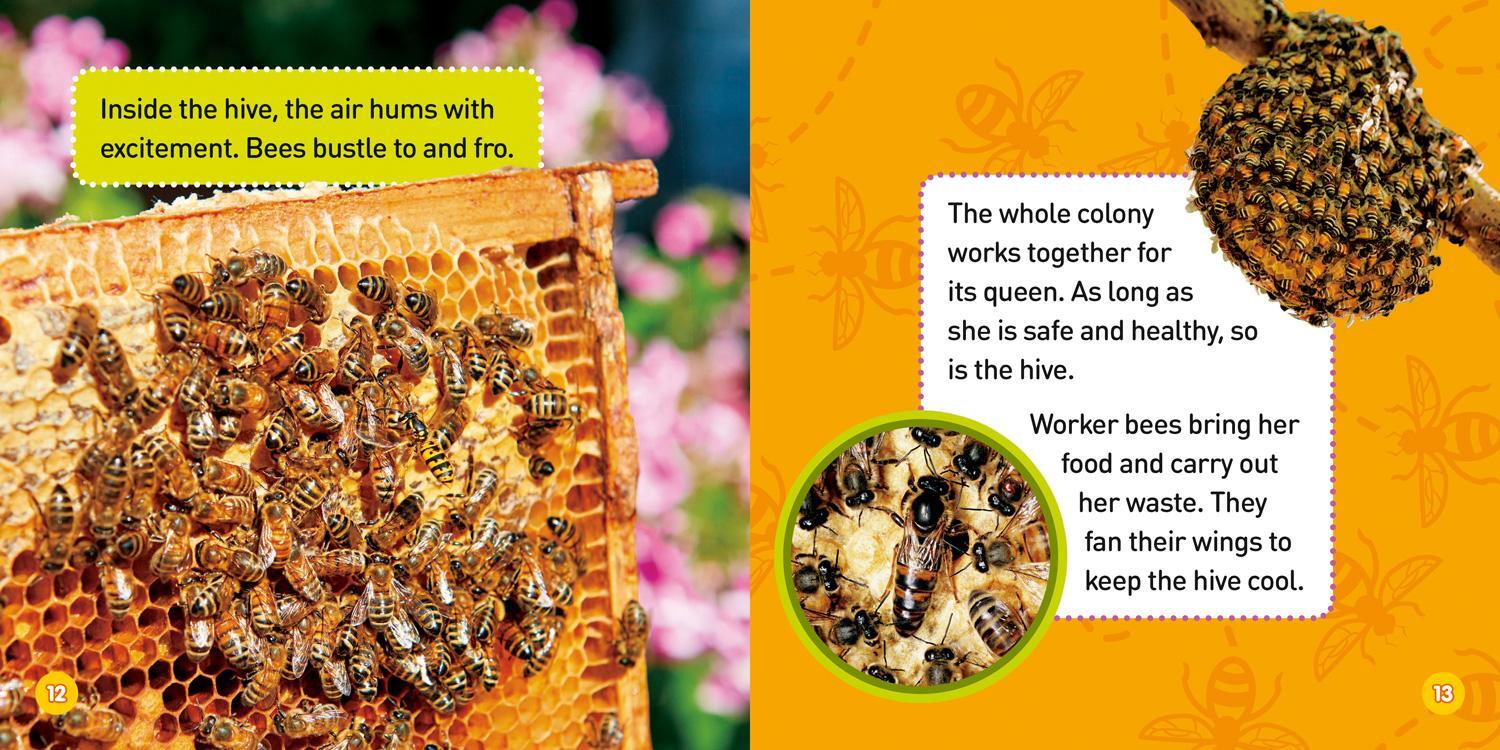 Bild: 9781426327131 | Explore My World: Honey Bees | Jill Esbaum | Taschenbuch | Englisch