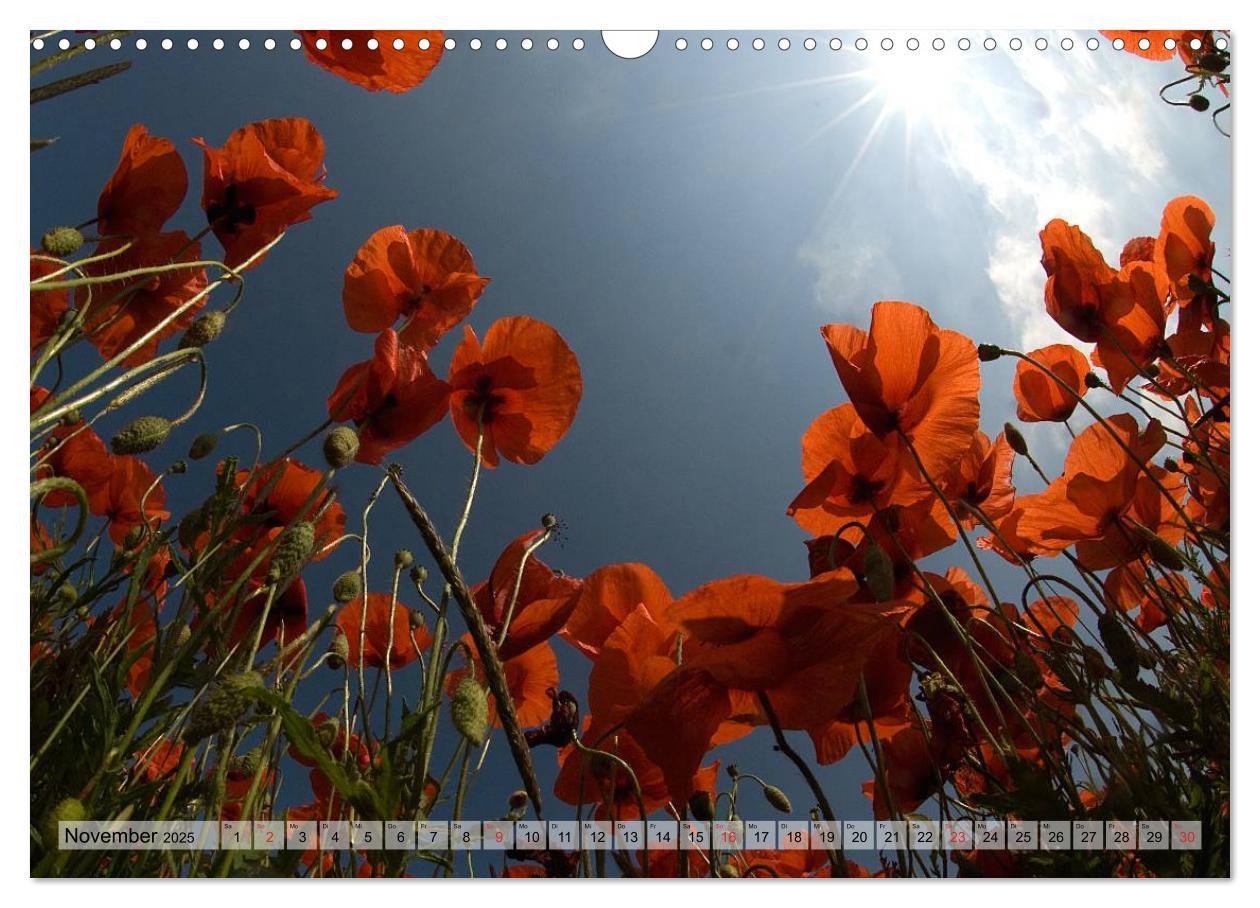 Bild: 9783435829125 | Voll Mohn (Wandkalender 2025 DIN A3 quer), CALVENDO Monatskalender