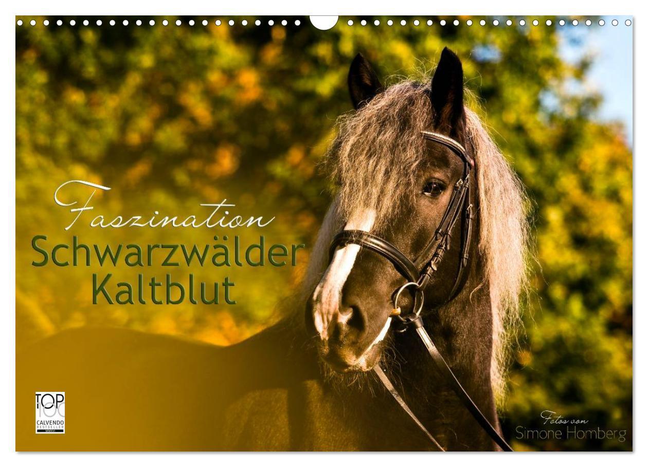 Cover: 9783675582804 | Faszination Schwarzwälder Kaltblut (Wandkalender 2024 DIN A3 quer),...