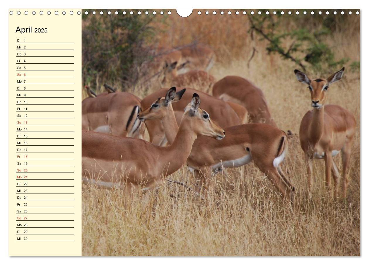 Bild: 9783435493722 | Afrika. Tiere in freier Wildbahn (Wandkalender 2025 DIN A3 quer),...