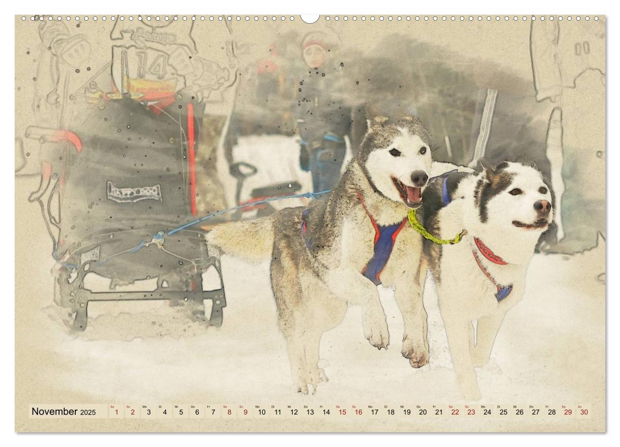 Bild: 9783435705955 | Schlittenhunde 2025 (Wandkalender 2025 DIN A2 quer), CALVENDO...