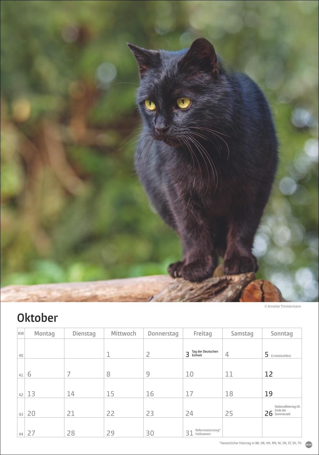 Bild: 9783756405589 | Katzen Kalender 2025 | Heye | Kalender | Spiralbindung | 13 S. | 2025