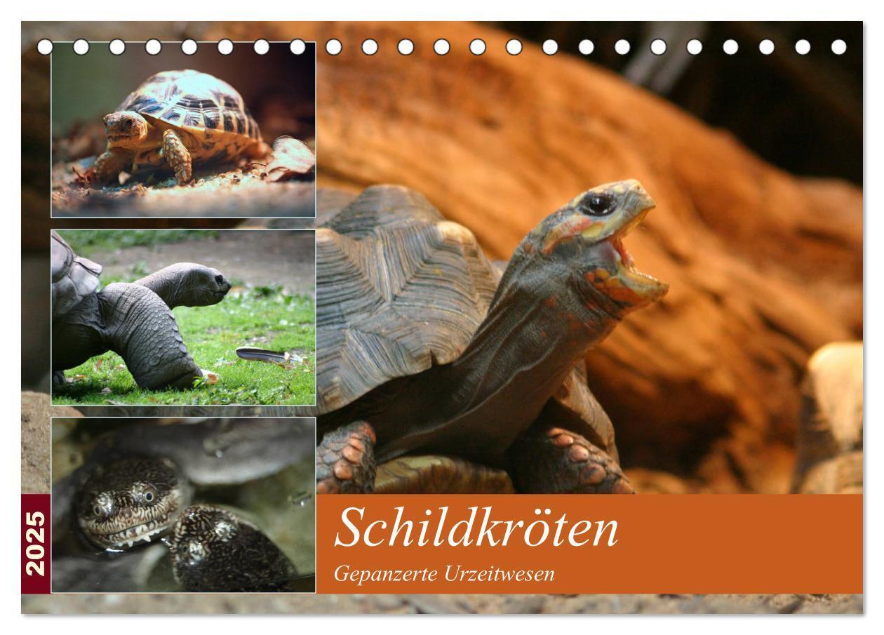 Cover: 9783435788996 | Schildkröten - Gepanzerte Urzeitwesen (Tischkalender 2025 DIN A5...