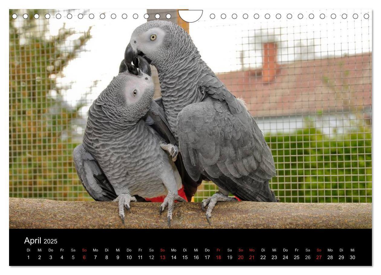 Bild: 9783435626694 | Graupapageien zum Verlieben (Wandkalender 2025 DIN A4 quer),...