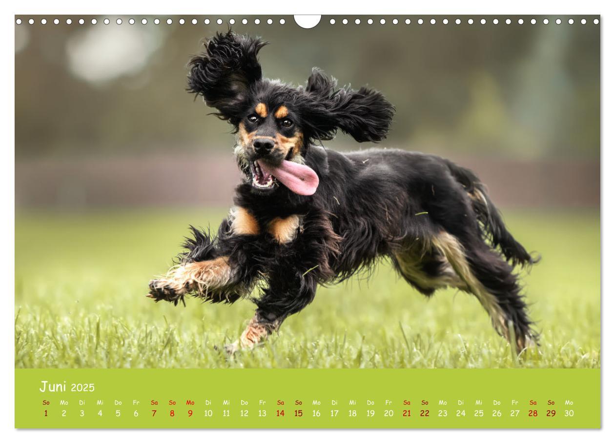 Bild: 9783383960314 | Englischer Cocker Spaniel (Wandkalender 2025 DIN A3 quer), CALVENDO...