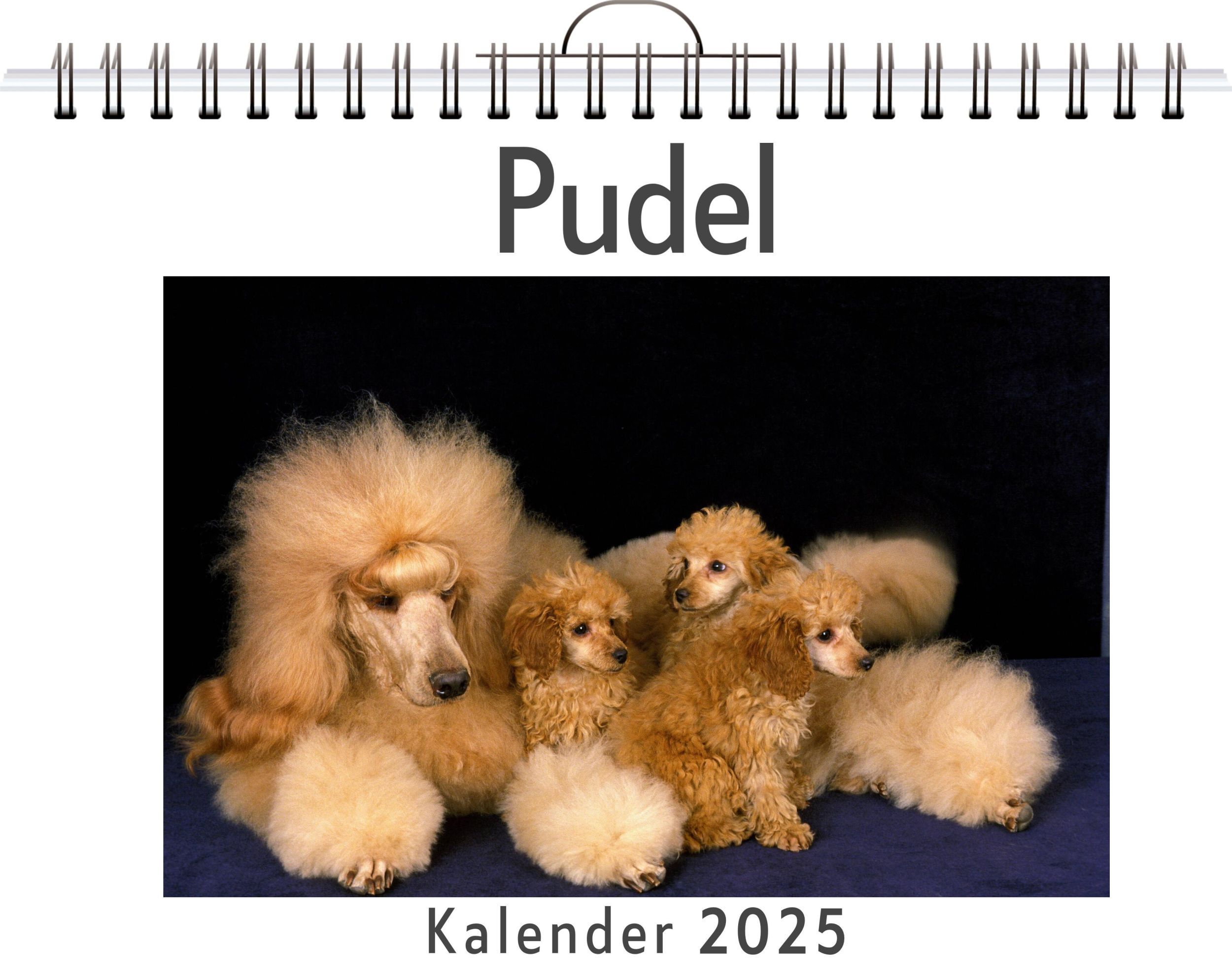 Cover: 9783759120434 | Pudel | Matteo Möller | Kalender | Kalender | 14 S. | Deutsch