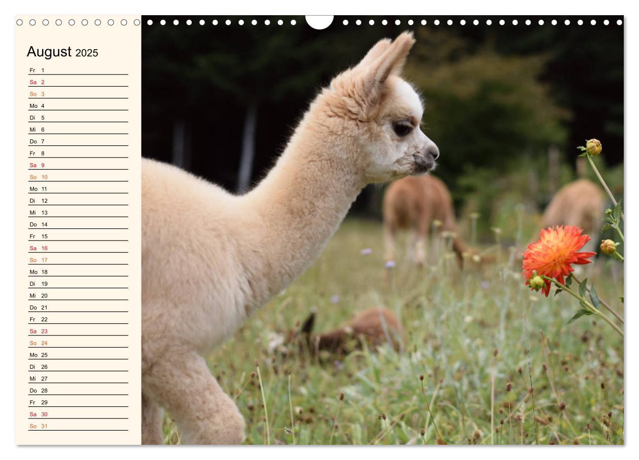 Bild: 9783435301256 | Alpakas im Blumenzauber (Wandkalender 2025 DIN A3 quer), CALVENDO...