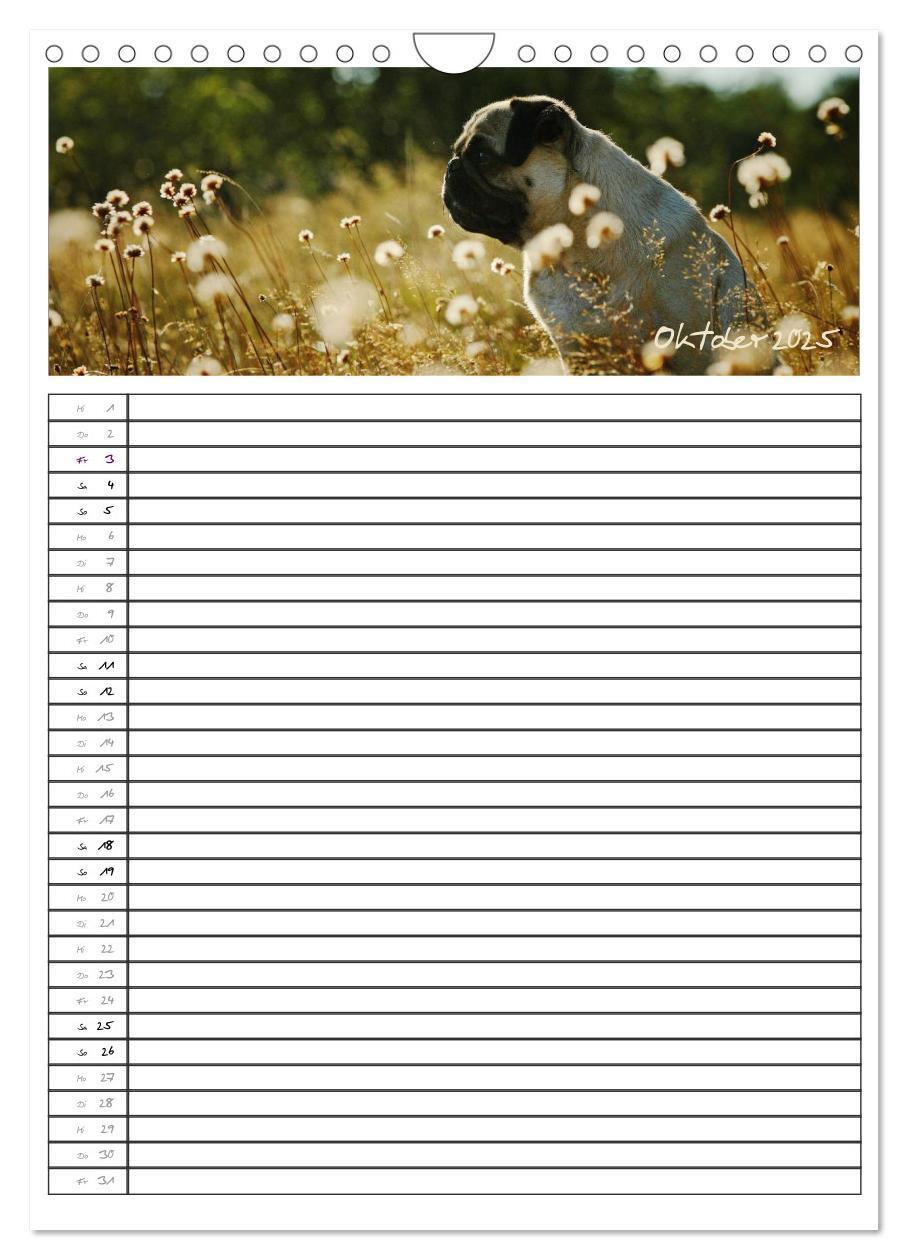 Bild: 9783457067796 | Der mopsige Familienplaner (Wandkalender 2025 DIN A4 hoch),...