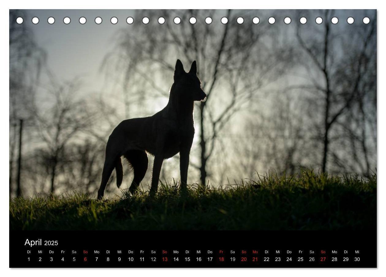 Bild: 9783435633012 | Belgische Schäferhunde - Der Malinois im Licht (Tischkalender 2025...